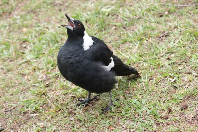 1200px-Magpie,_aggressive