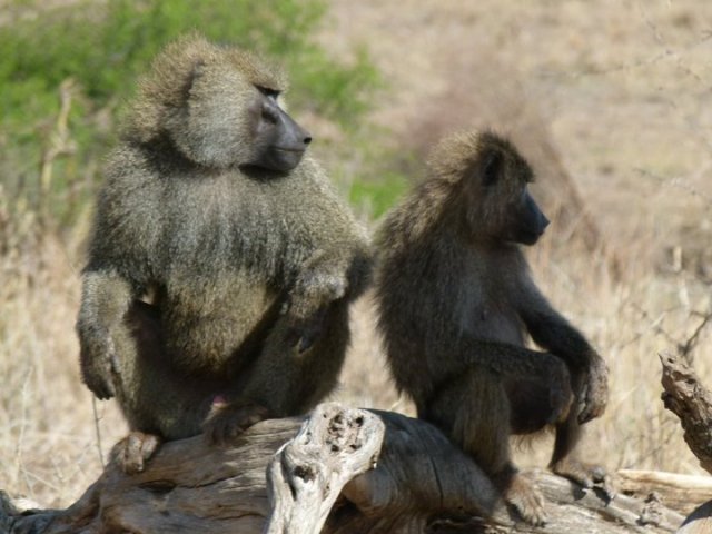 TZ_babbons_at_Tarangire