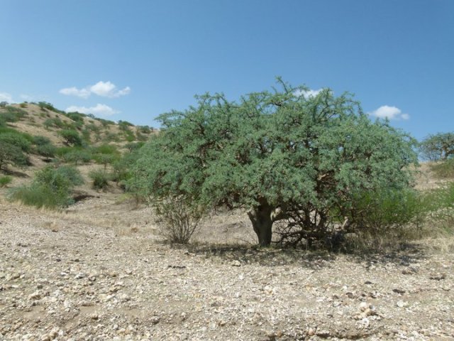 TZ_connifera_tree
