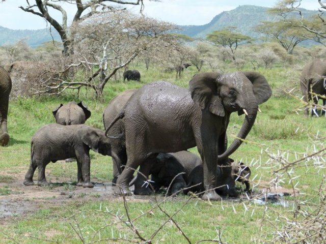 TZ_elephants1