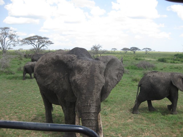 TZ_elephants2