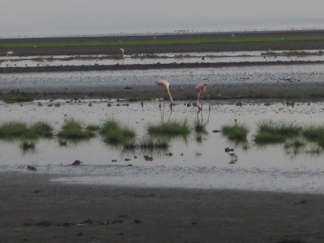 TZ_flamingos_2