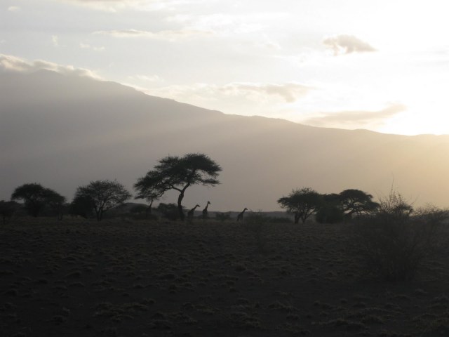 TZ_giraffes_Lake_Natron