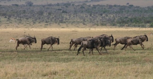 TZ_mara_wildebeest_running