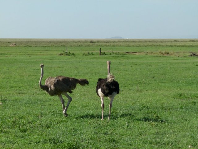 TZ_ostriches