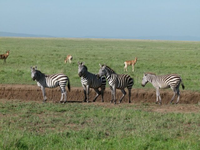 TZ_zebras