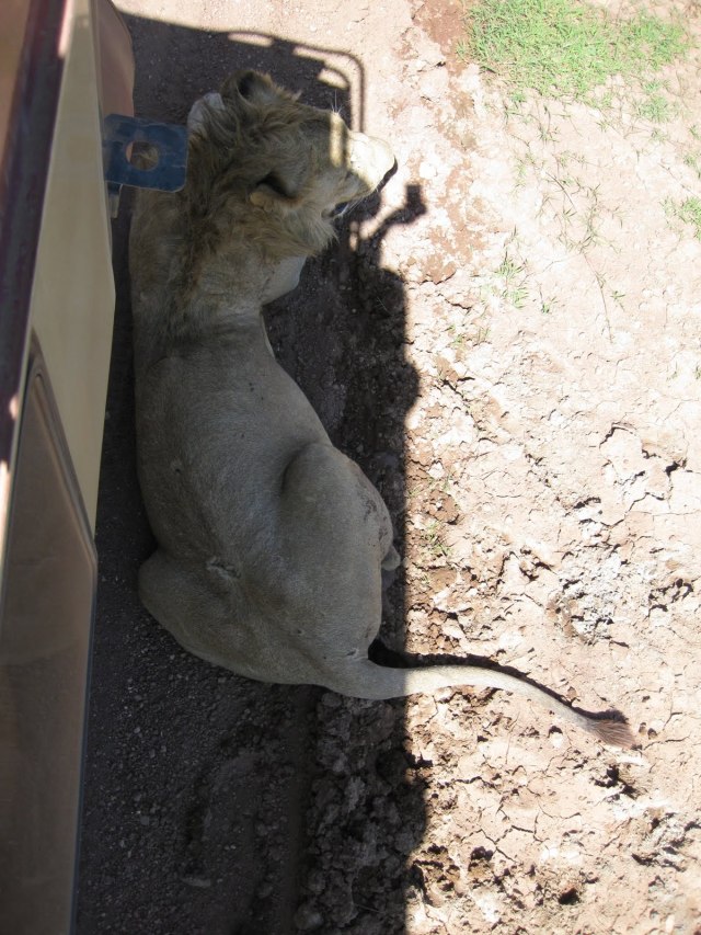 TZ_ngorongoro_lion2